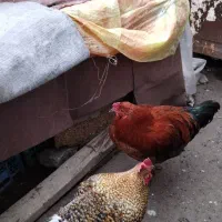 خروس محلی|حیوانات مزرعه|آستانه اشرفیه, |دیوار