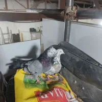 کبوتر اصفهانی کوی کله ماستی