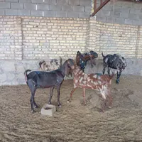 بز پاکستانی|حیوانات مزرعه|چناران, |دیوار