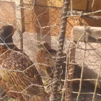 مرغ زینتی|پرنده|ابریشم, |دیوار