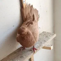 نر زرد لون