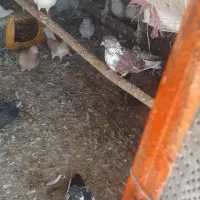 فروش‌کبوتر