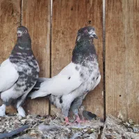 کلدم سیاه کلدم الماسی کل الماسی