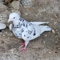 توافقی|پرنده|مشهد, سراب|دیوار