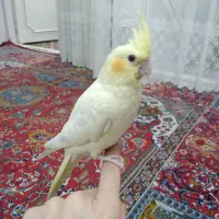 عروس هلندی گمشده