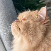 گربه|گربه|اهواز, حصیرآباد|دیوار