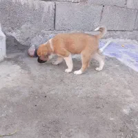 سگ نر|سگ|ایرانشهر, |دیوار