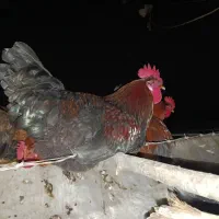 خوروس هشت ماه