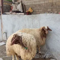 دو عدد بره قوچ زرد