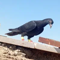 کفتر|پرنده|اسفراین, |دیوار