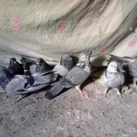 کبوتر اصفهانی
