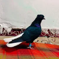 کفتر ماده‌ اشعل سیاه