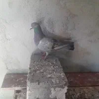 باسلام ستا کبوتر خوب ایک جاینی ویک توقی ویک شیق