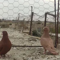 نر وماده زرد وسرخ کرمانی باماده زاغ کرمانی|پرنده|جزنیک, |دیوار