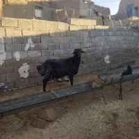 یک راس قوچ و یک بره قوچ درجه یک|حیوانات مزرعه|سبزوار, شرق کال میانی|دیوار