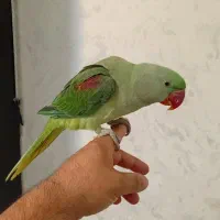 شاه طوطی