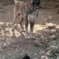 سگ سرابی اصل