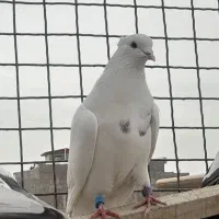 کفتر سفید کاکلی