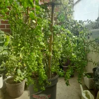 گل طبیعی|گل و گیاه طبیعی|اصفهان, مصلی|دیوار