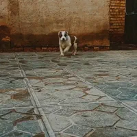 نر ...درجه یک