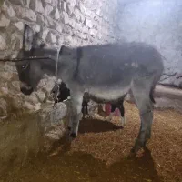 یک عدد کره خر