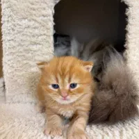 گربه بریتیش لانگ هیر|گربه|رشت, گلسار|دیوار