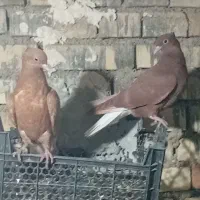 کبوتر دم سفید جوجه هیچ پر|پرنده|حمیدیه, |دیوار