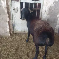 بره قوچ چینی با دو بره ماده چینی