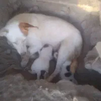 سگ پاکوتاه اصل یه نّر سفید ویکی دوتاگوشش سیاهه