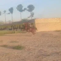 نریان کره شاهزاده سین