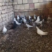 کبوتر فروشی