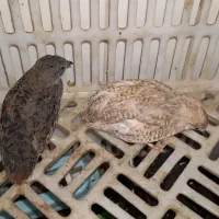 بلدرچین مینیاتوری نر ماده