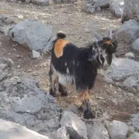 بیگ|حیوانات مزرعه|بازفت, |دیوار