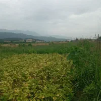 فروش زمین کشاورزی|فروش زمین و ملک کلنگی|خان ببین, |دیوار