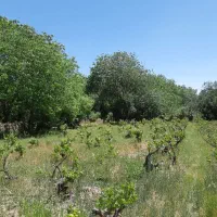 باغ روستایی