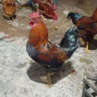 مرغ خروس