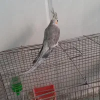 عروس هلندی|پرنده|گرگان, |دیوار