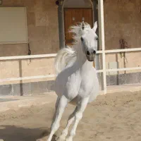 سیروان پسری از سیلمی تیام مادر جیران