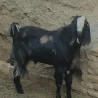 تکه ی چبش
