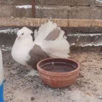 فروش سه عدد کبوتر دم چتری