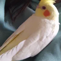 فروش عروس هلندی|پرنده|رامسر, |دیوار