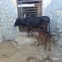 گاو و گوساله نر