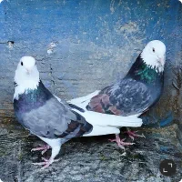 کبوتر پرشی دهنجور بشرط پرش بالا ۱۰ساعت بضمانت