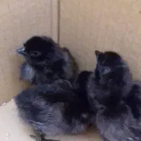 جوجه ایام سمانی بلدرچین مینیاتوری تخم نطفه دار|حیوانات مزرعه|یزد, |دیوار