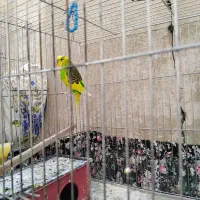 مرغ عشق  جفت وتک  سالم وسر حال|پرنده|بومهن, |دیوار