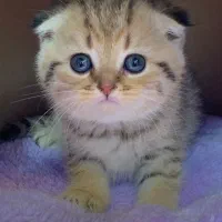 اسکاتیش گلد