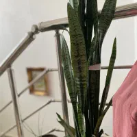 گل طبیعی|گل و گیاه طبیعی|ارومیه, |دیوار