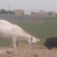 سانن