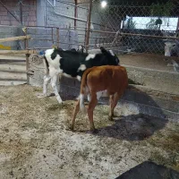 فروش گوساله