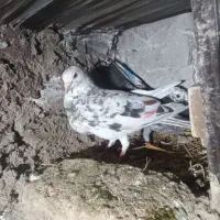 یک جفت کفتر اصیل دورگ